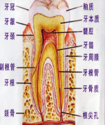 牙齿的结构与功能。
